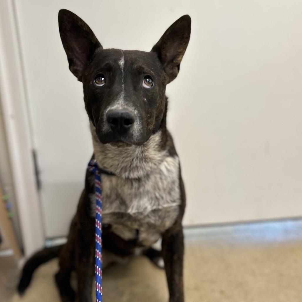 Enlarge Buzzer, a Adoptable mixed breed in Brownsboro, AL image 5/6