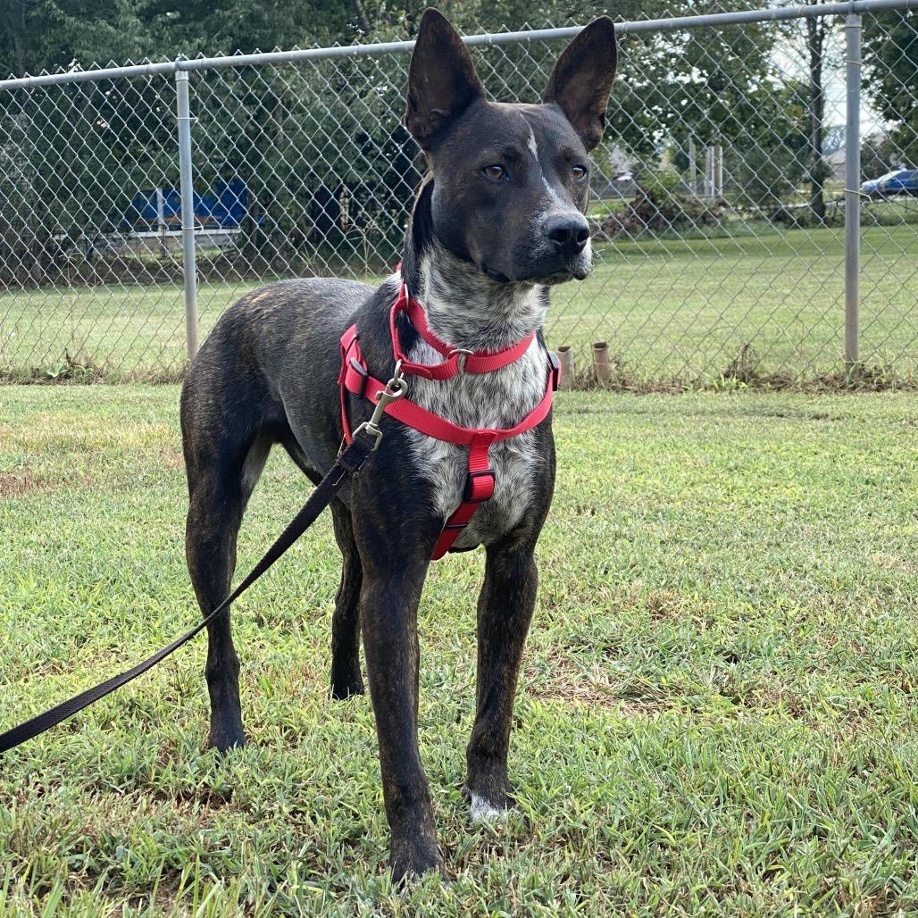 Enlarge Buzzer, a Adoptable mixed breed in Brownsboro, AL image 6/6