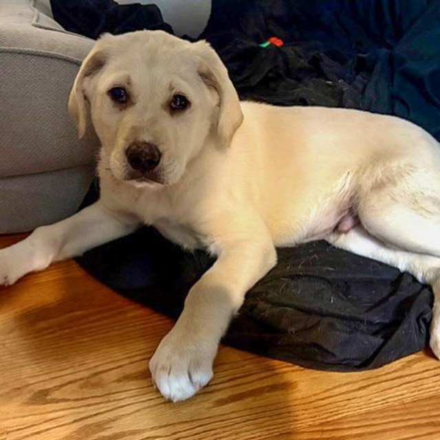 Enlarge Fielder, an adopted mixed breed in Toledo, OH image 2/2