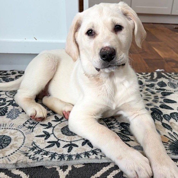 Enlarge Fielder, an adopted mixed breed in Toledo, OH image 1/2