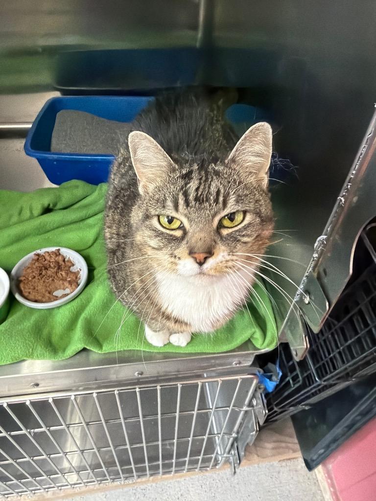 Enlarge Maribelle, a Adoptable mixed breed in Virginia, MN image 1/1