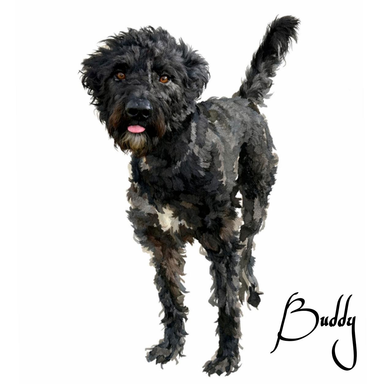 Buddy, ADOPTABLE, Adult Male Giant Schnauzer & Standard Poodle.