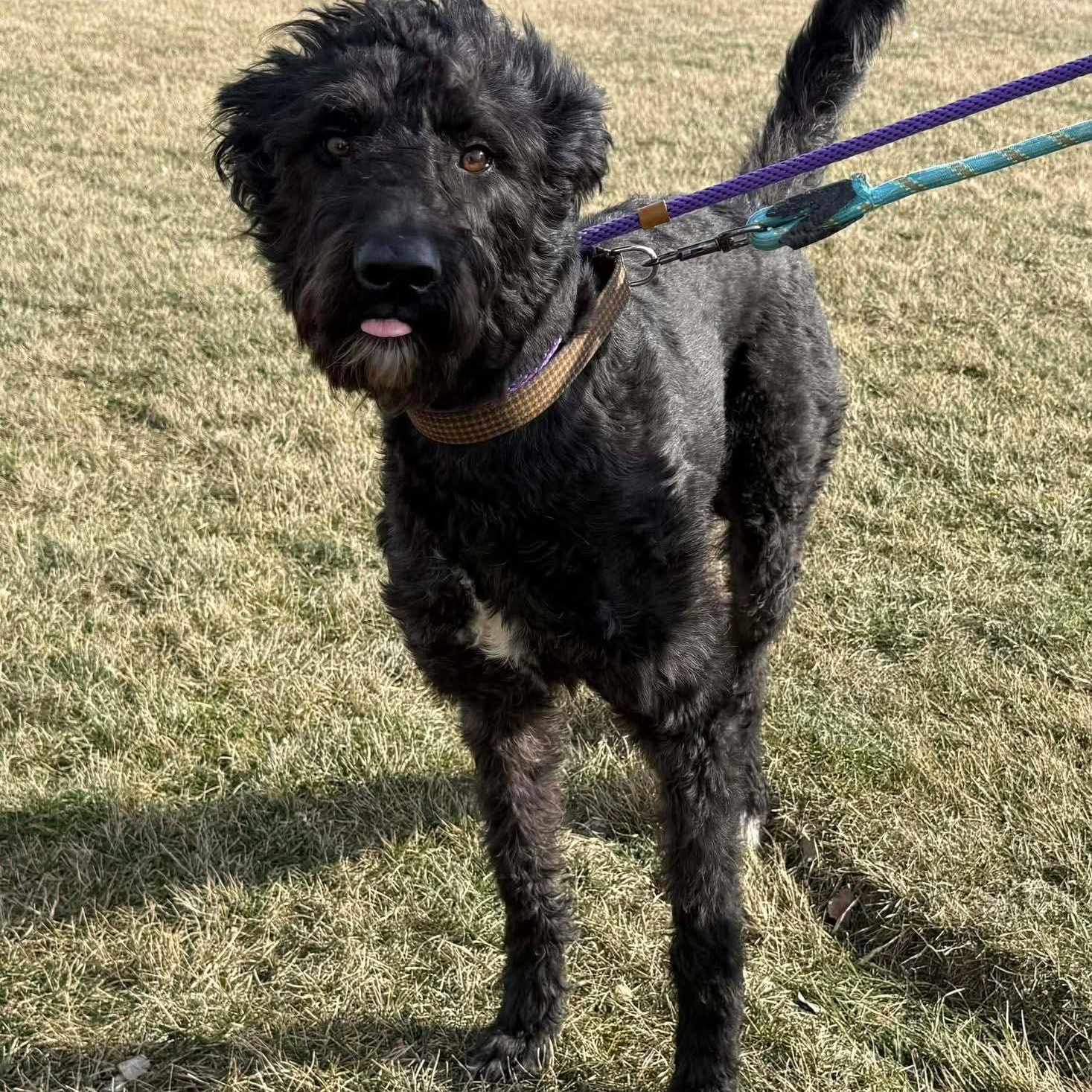 Enlarge Buddy, a ADOPTABLE mixed breed in Plainfield, IL image 2/4
