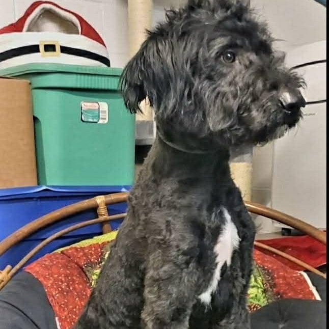 Enlarge Buddy, a ADOPTABLE mixed breed in Plainfield, IL image 3/4