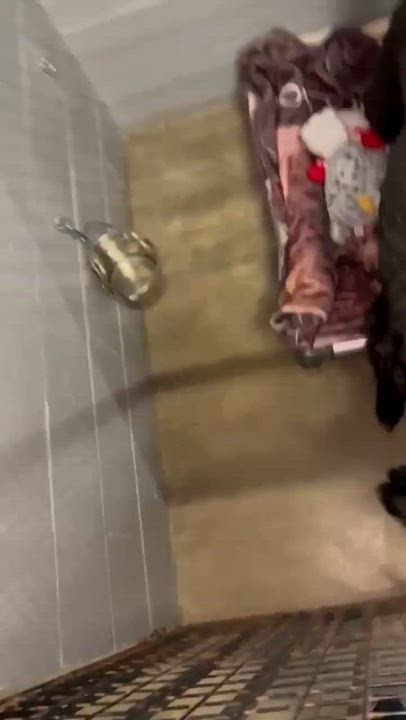 Enlarge Buddy, a ADOPTABLE mixed breed in Plainfield, IL video 4/4