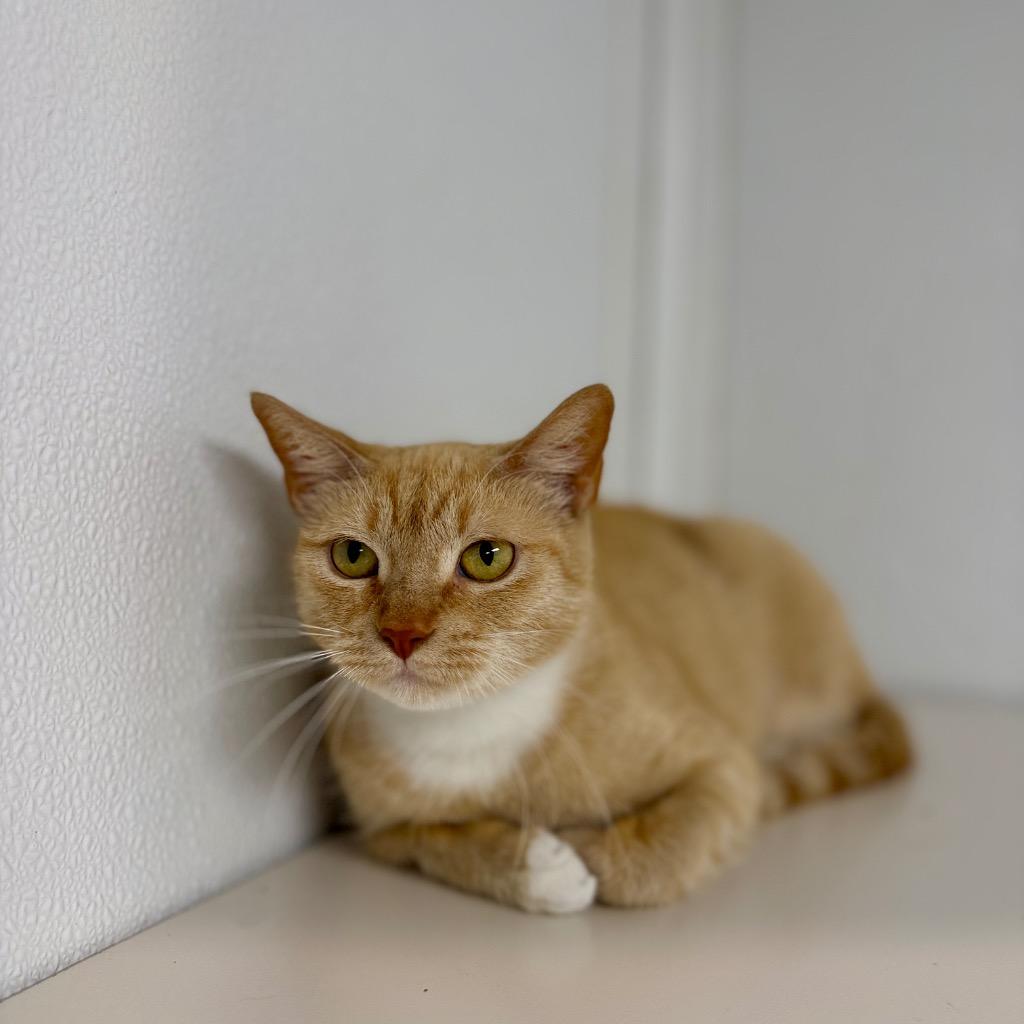Mirela, Adoptable, Young Female Domestic Short Hair.