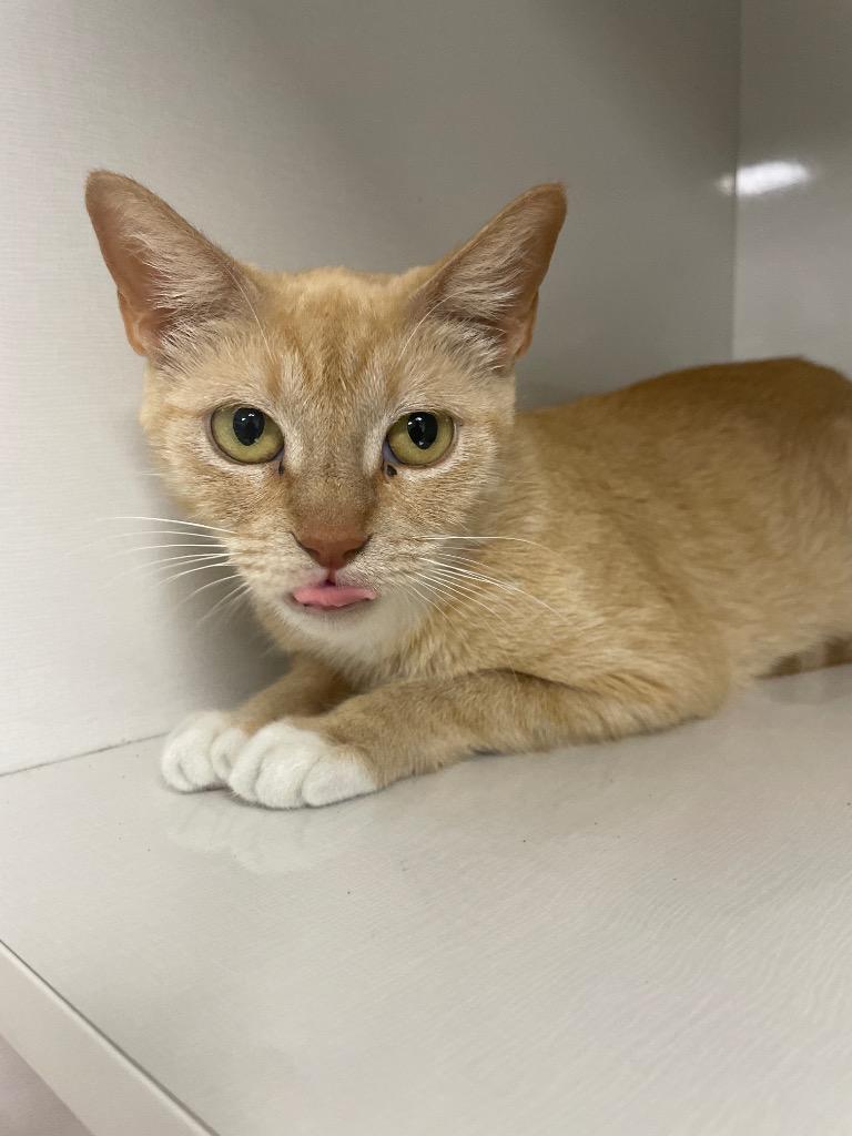 Enlarge Mirela, a Adoptable mixed breed in Corpus Christi, TX image 1/1