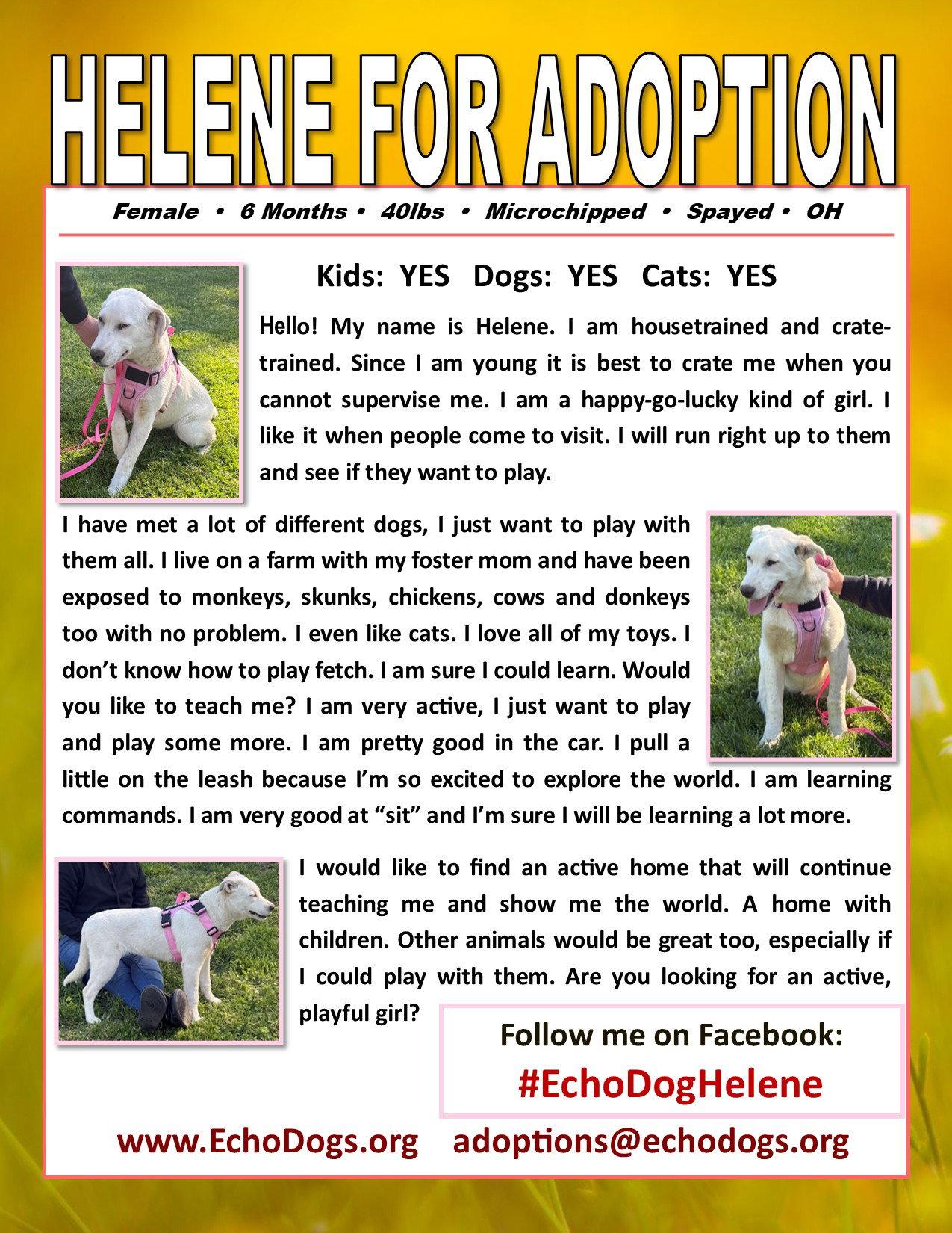 Helene, Adopted, Young Female Australian Cattle Dog / Blue Heeler & Great Pyrenees.
