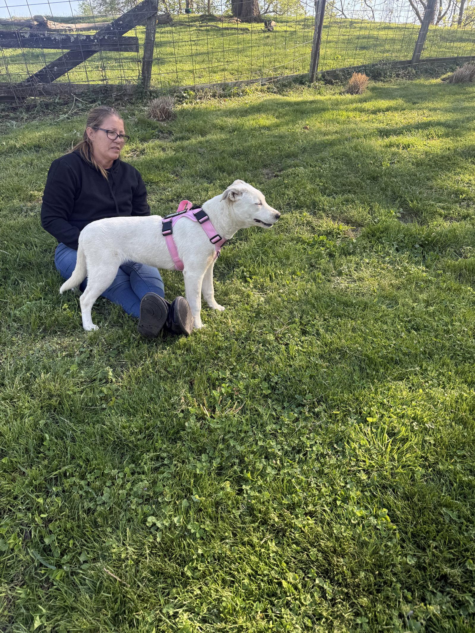 Helene, a Adopted mixed breed in Londonderry, NH image 3/3