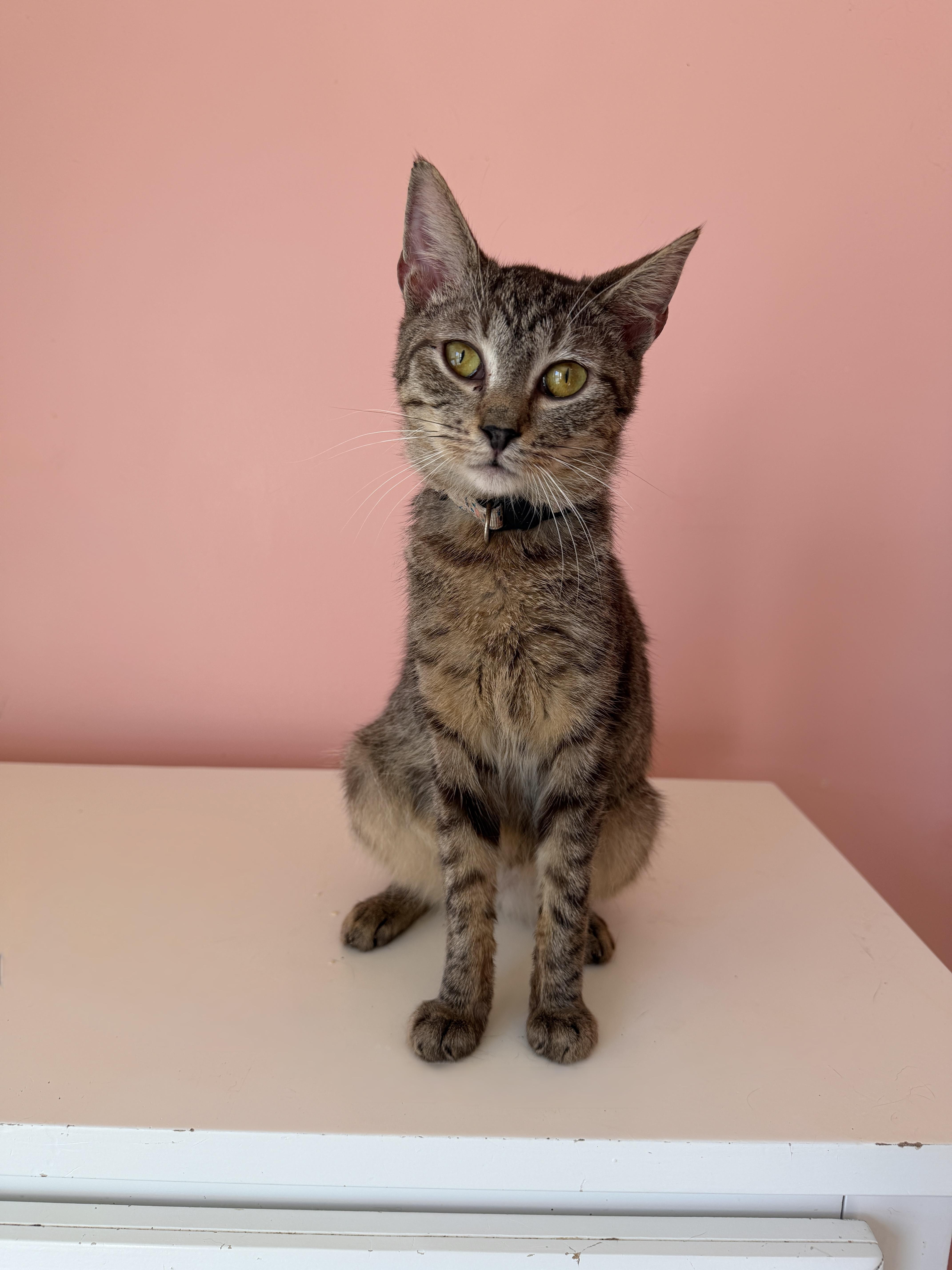 Enlarge ARCHIE, a Adoptable Tabby in New York, NY image 2/5