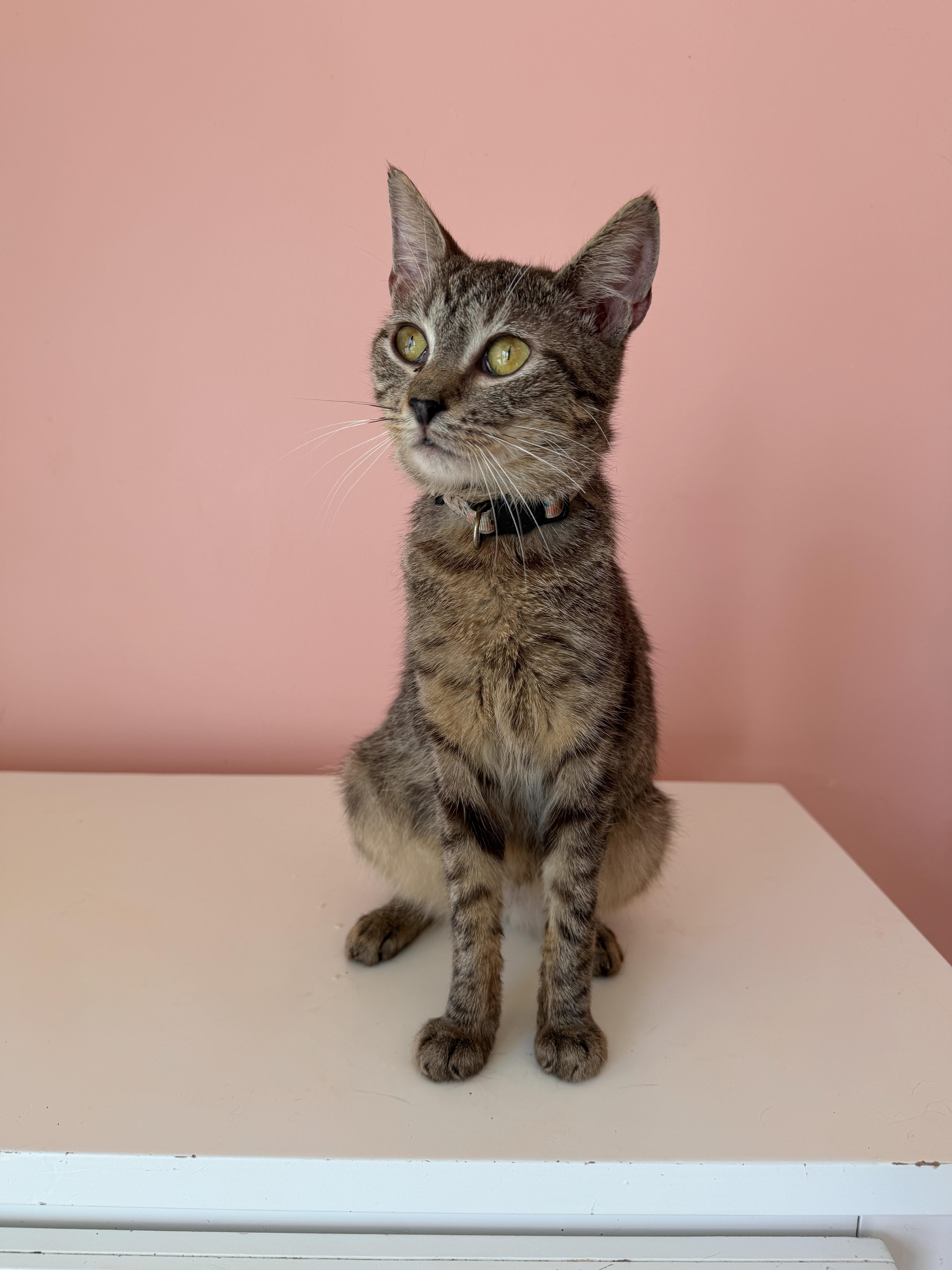 Enlarge ARCHIE, a Adoptable Tabby in New York, NY image 3/5