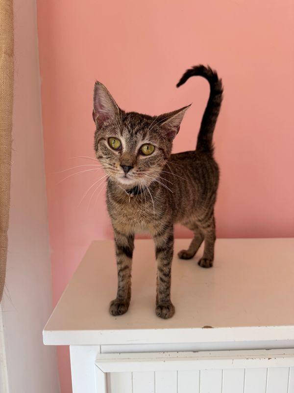 ARCHIE, Adoptable, Young Male Tabby.