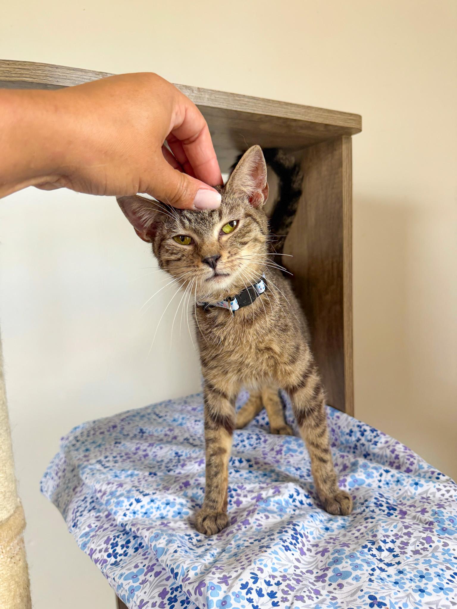 ARCHIE, Adoptable, Kitten Male Tabby.