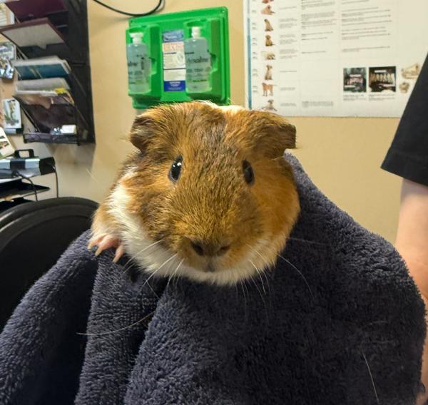 Flash, Adoptable, Young Male Guinea Pig.