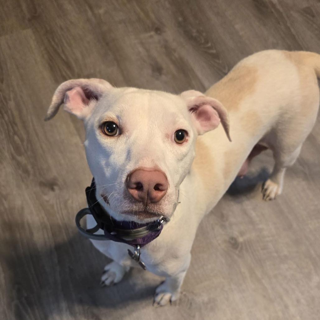 Oklahoma Smokeshow, Adoptable, Adult Female Pit Bull Terrier & Mixed Breed.