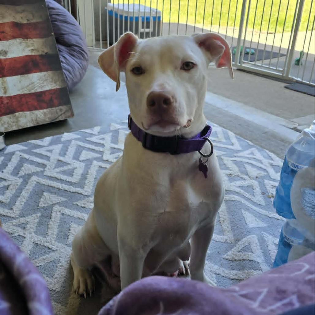 Oklahoma Smokeshow, a Adoptable mixed breed in Olathe, KS image 2/6