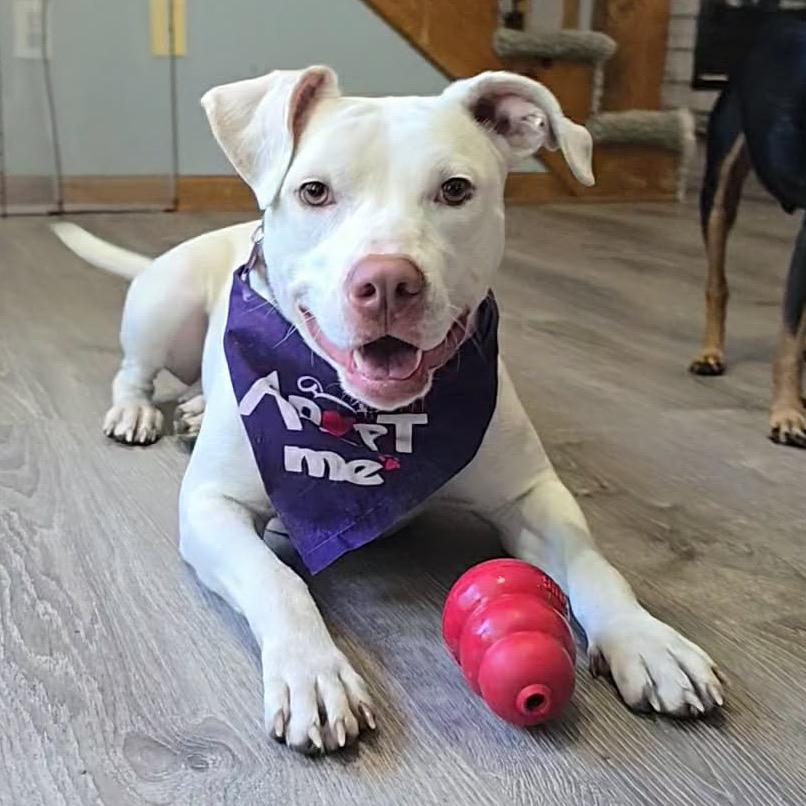 Oklahoma Smokeshow, a Adoptable mixed breed in Olathe, KS image 3/6