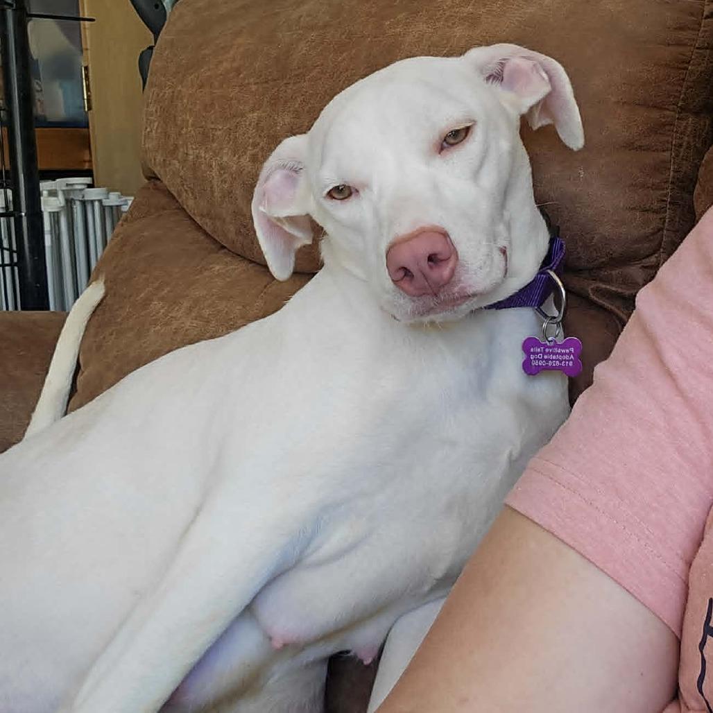 Oklahoma Smokeshow, a Adoptable mixed breed in Olathe, KS image 4/6