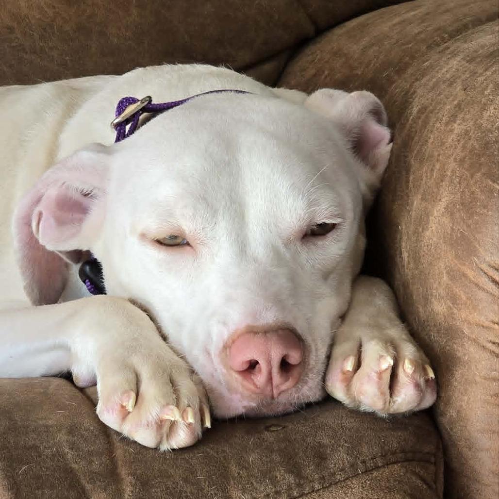 Oklahoma Smokeshow, a Adoptable mixed breed in Olathe, KS image 5/6