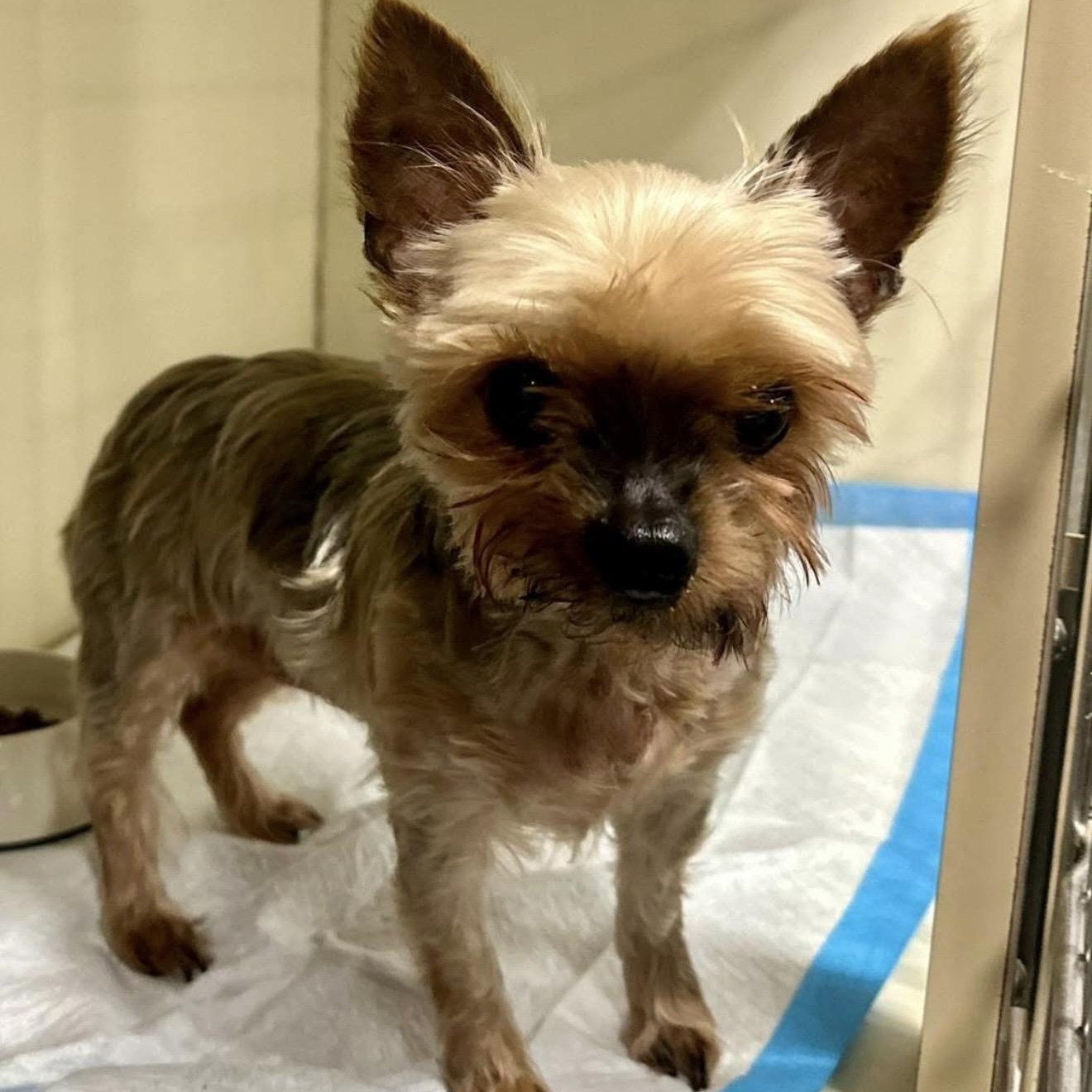 Enlarge Char, an adopted Yorkshire Terrier in Santa Rosa, CA image 1/1