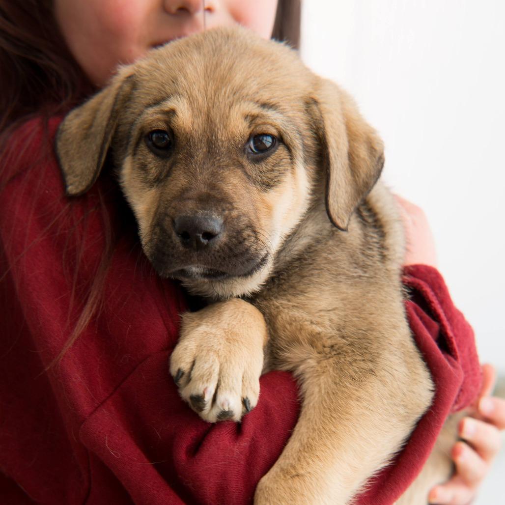 Enlarge Frodo, a Adoptable Pit Bull Terrier in Taos, NM image 1/1