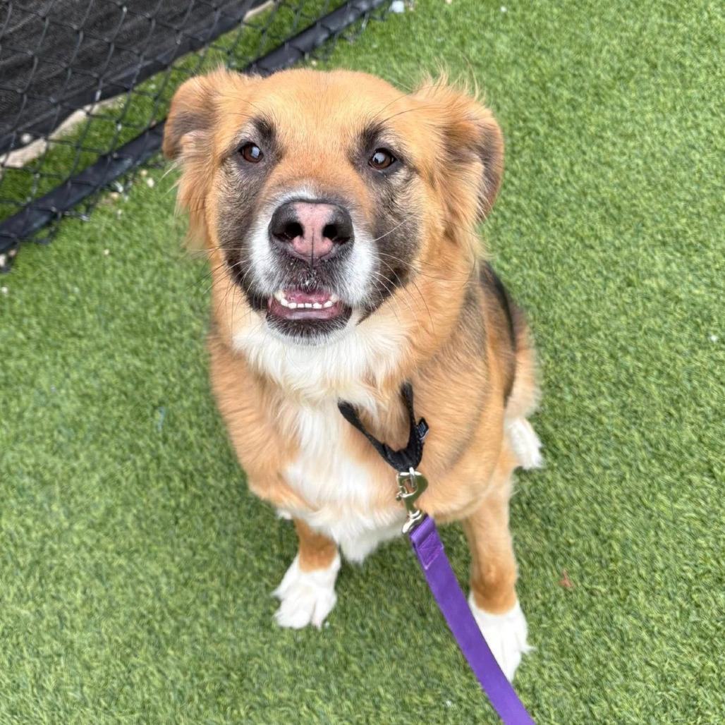 Athena, Adoptable, Adult Female Mixed Breed.