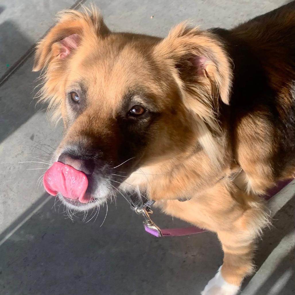 Enlarge Athena, a Adoptable Mixed Breed in Pittsburgh, PA image 2/6