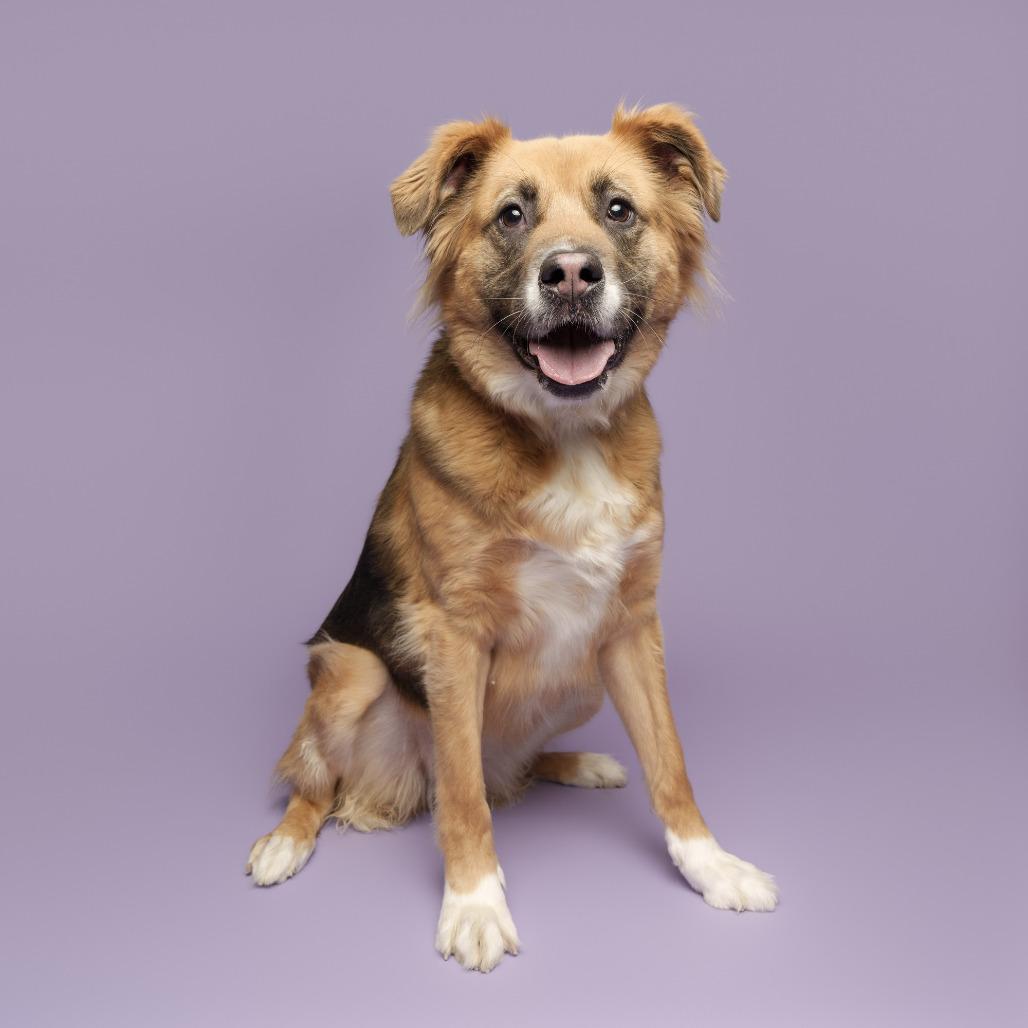Enlarge Athena, a Adoptable Mixed Breed in Pittsburgh, PA image 3/6