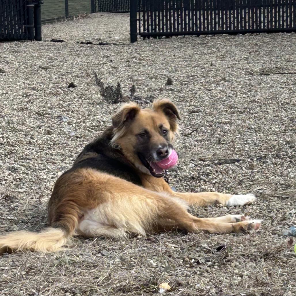 Enlarge Athena, a Adoptable Mixed Breed in Pittsburgh, PA image 4/6