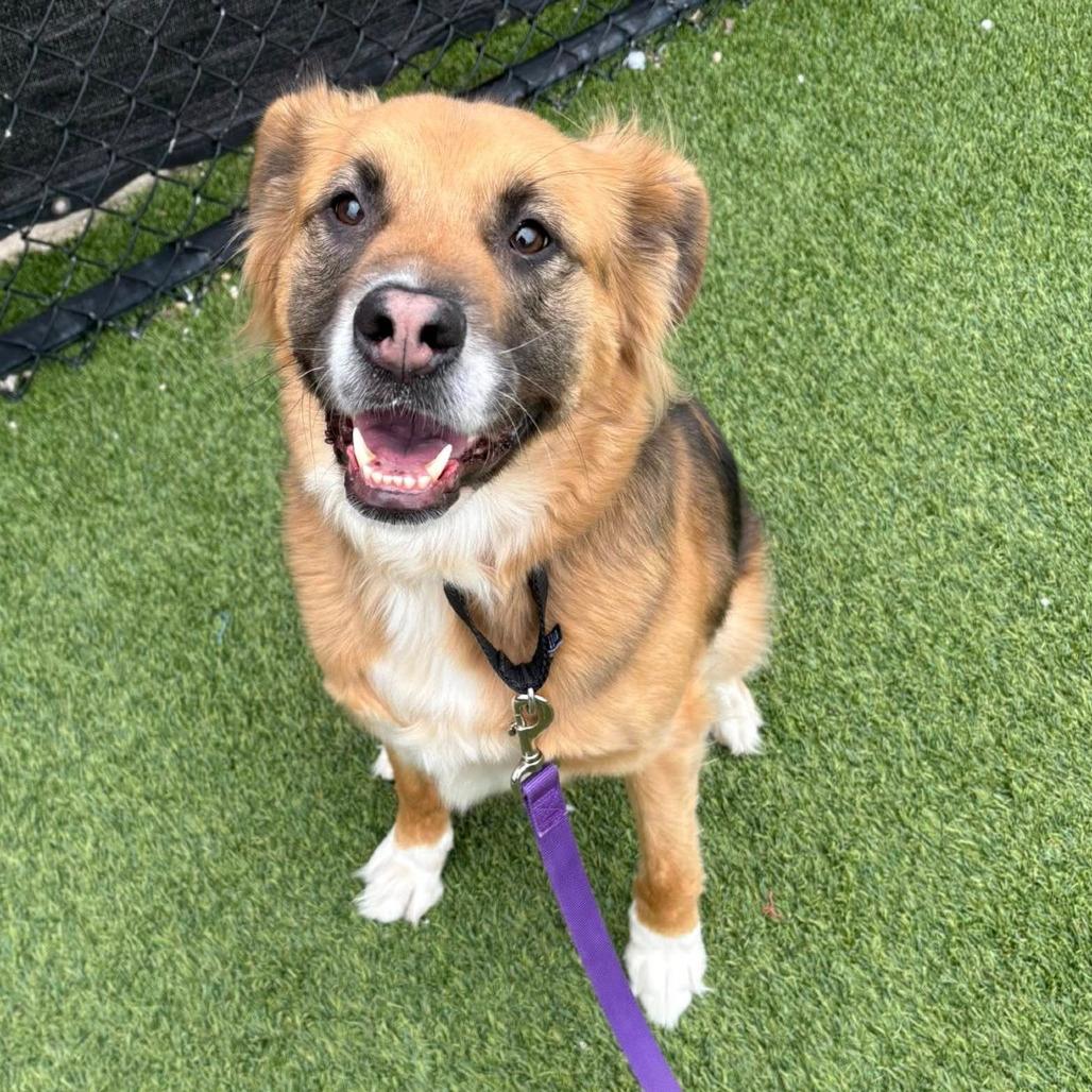 Enlarge Athena, a Adoptable Mixed Breed in Pittsburgh, PA image 5/6
