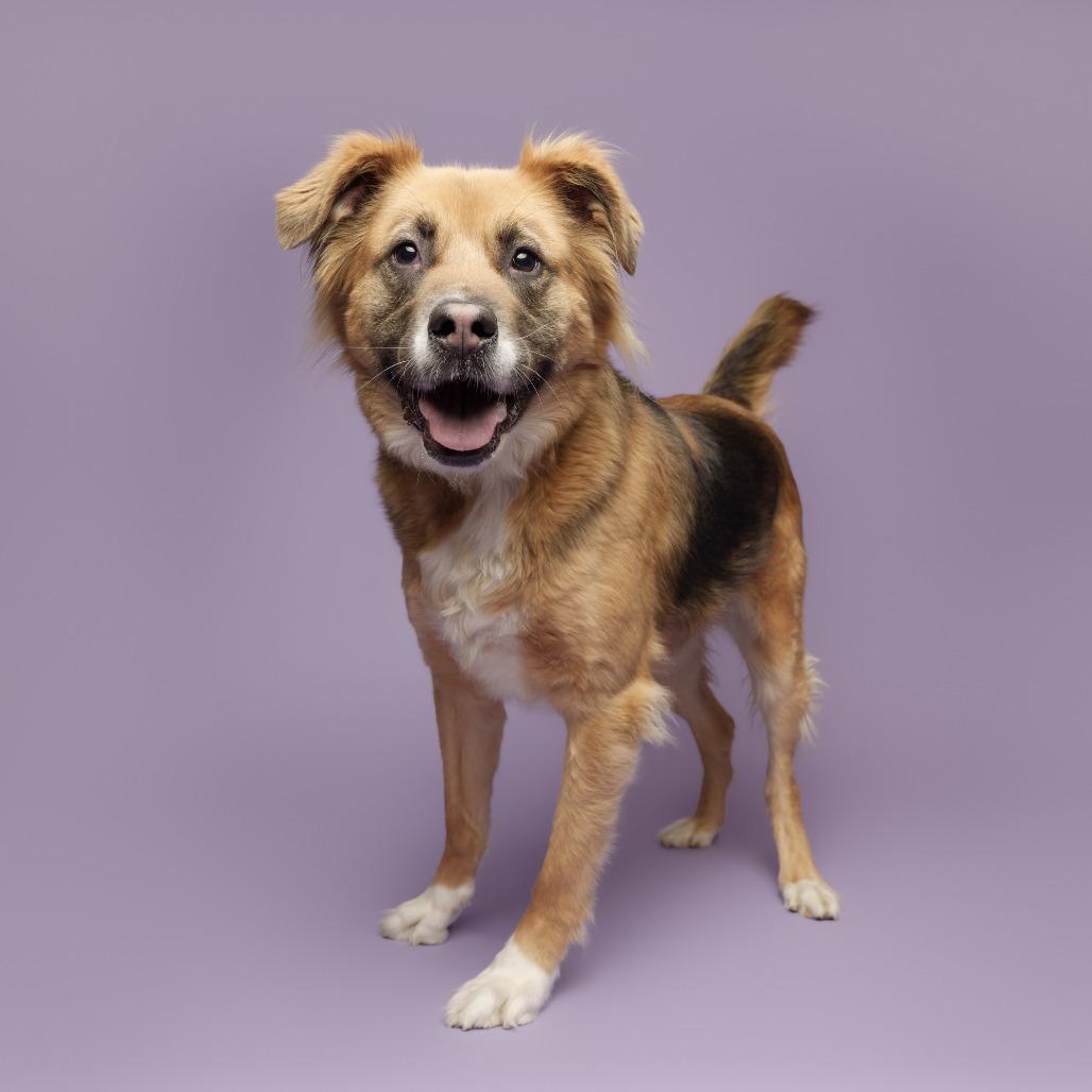 Enlarge Athena, a Adoptable Mixed Breed in Pittsburgh, PA image 6/6