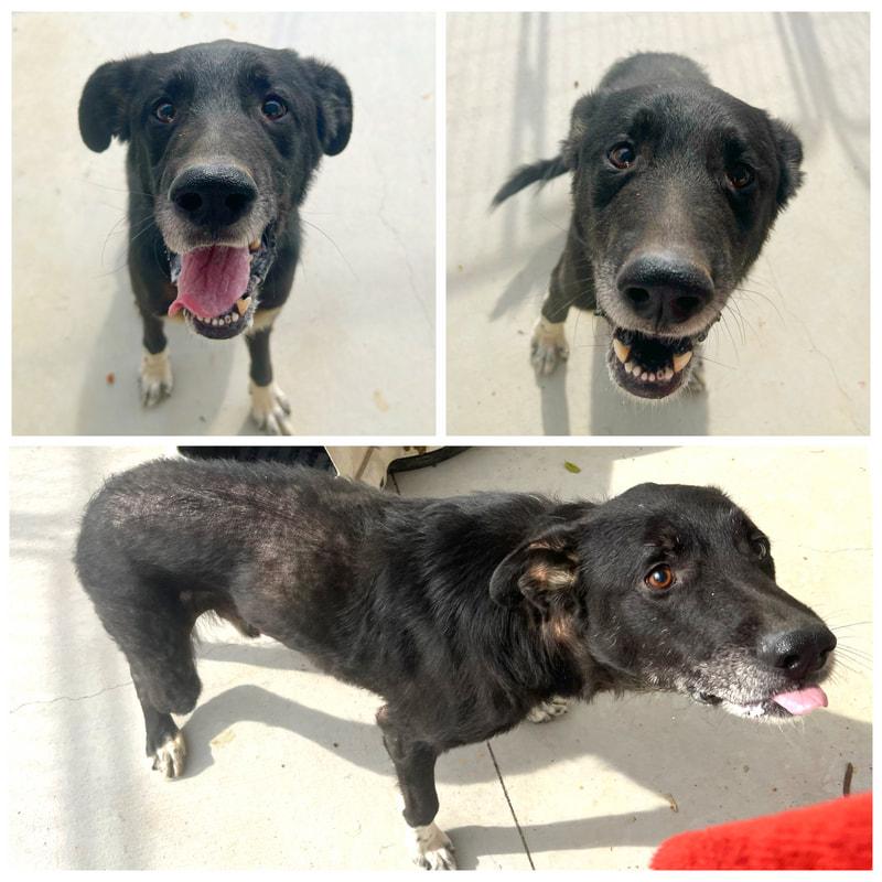 Gabe, Adoptable, Senior Male German Shepherd Dog.