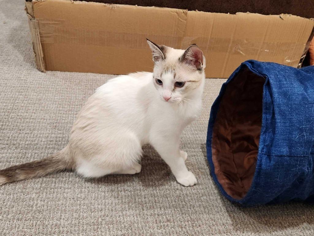 Rabbie Burns, Adopted, Young Male Siamese & Domestic Short Hair.