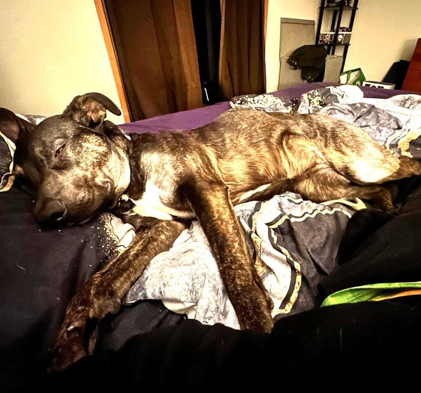 Enlarge MOKEY, a ADOPTABLE Mixed Breed in Pegram, TN image 6/6