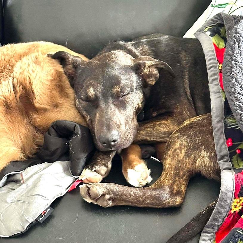 Enlarge MOKEY, a ADOPTABLE Mixed Breed in Pegram, TN image 4/6