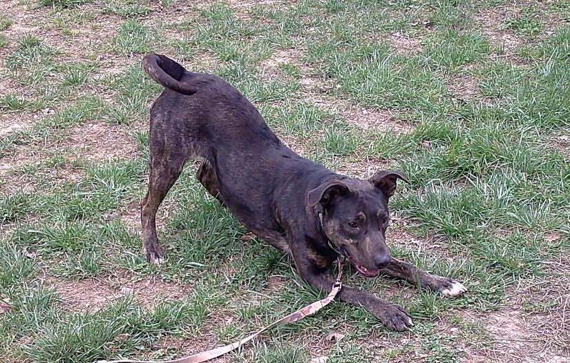 Enlarge MOKEY, a ADOPTABLE Mixed Breed in Pegram, TN image 3/6