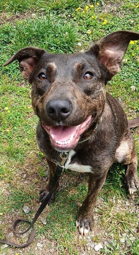 MOKEY, ADOPTABLE, Young Female Mixed Breed.