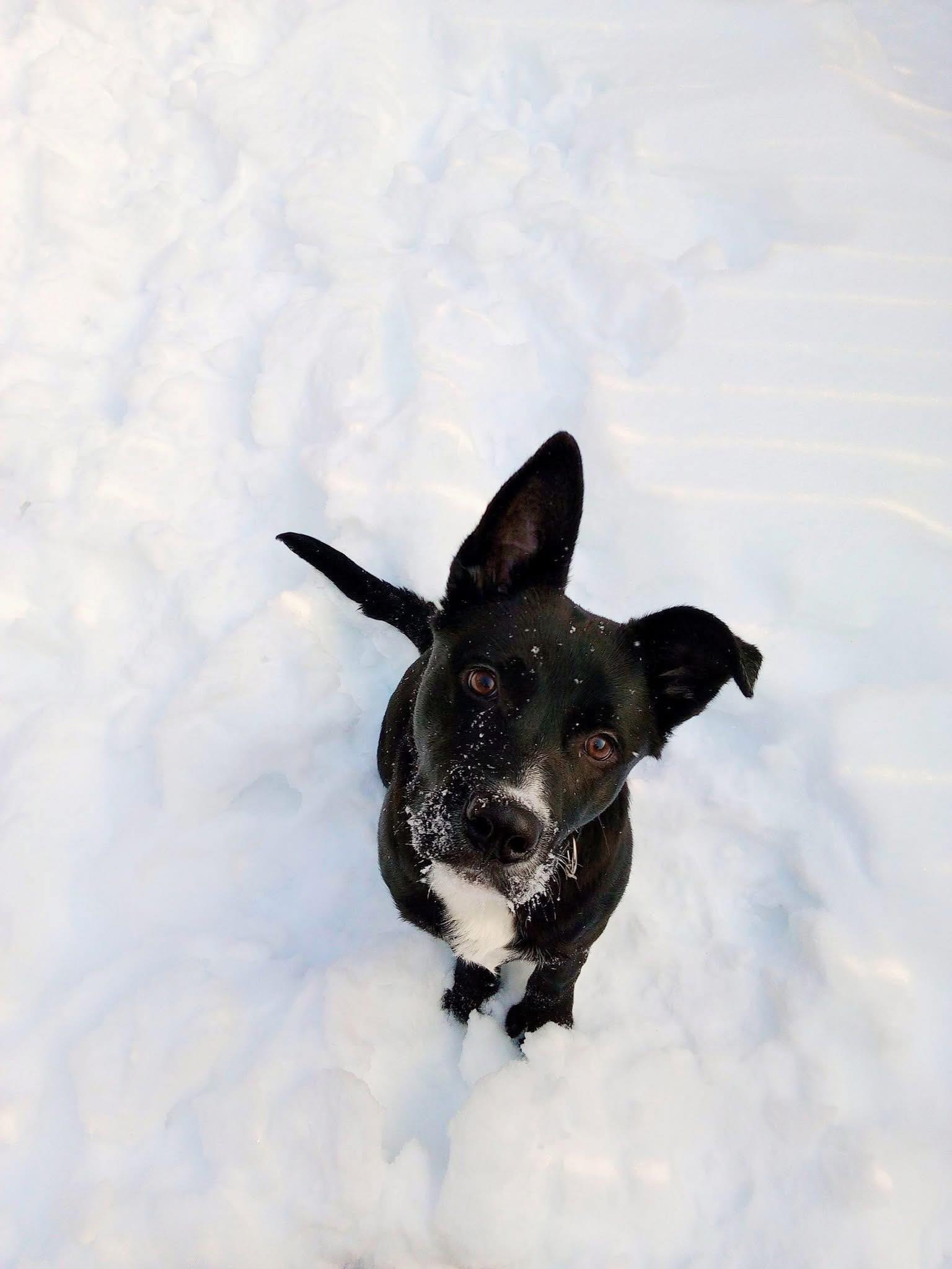 Princeton, ADOPTABLE, Young Male Pit Bull Terrier & Shepherd.