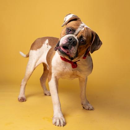 Patriot — thumbnail 2