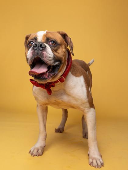 Patriot — thumbnail 3