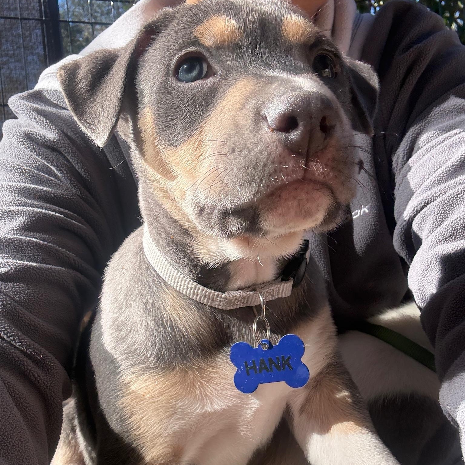 Hank — thumbnail 5