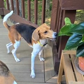 Enlarge Tink, a Adoptable mixed breed in Brookeville, MD image 6/6