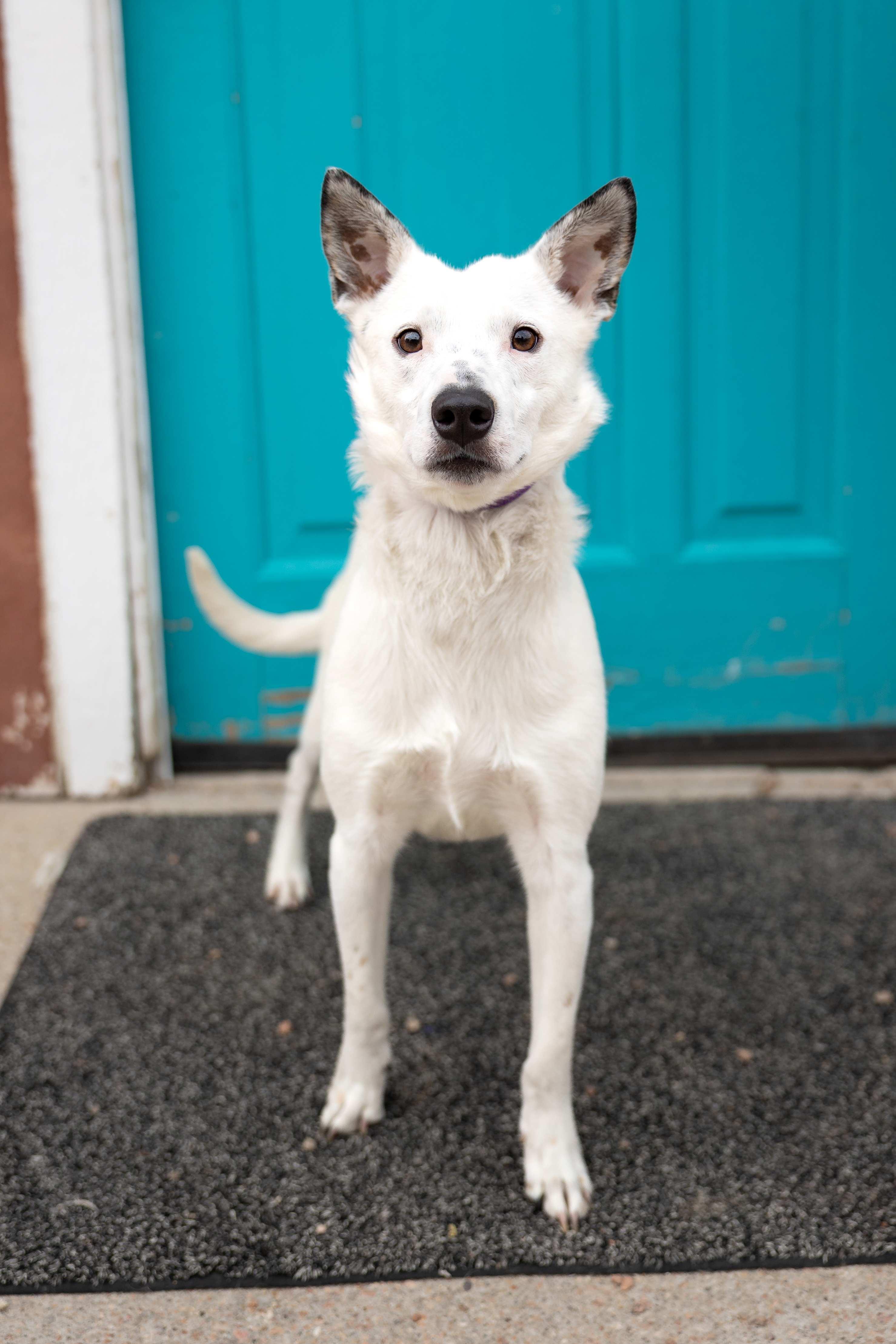 431-26 Nova, ADOPTABLE, Adult Female Husky & Whippet.