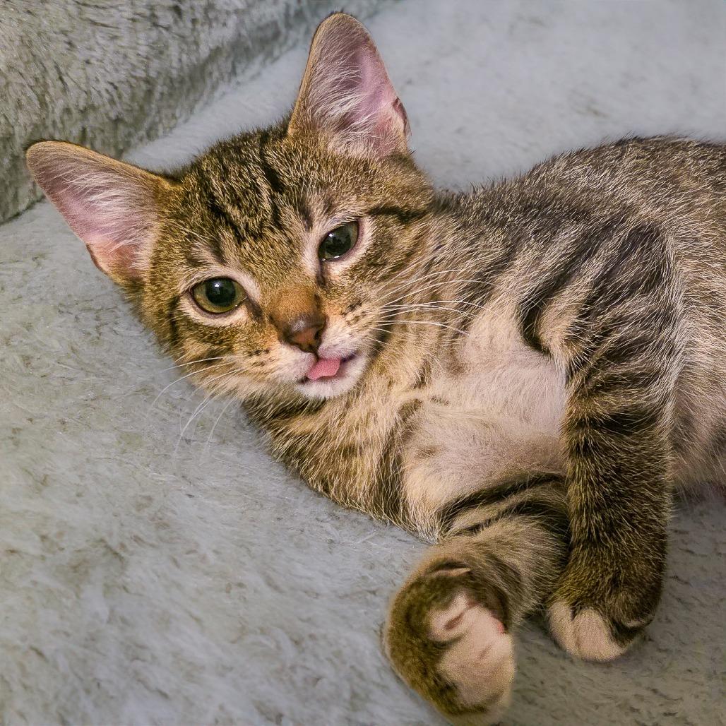 Squirrel Nut, Adoptable, Kitten Male Domestic Short Hair.