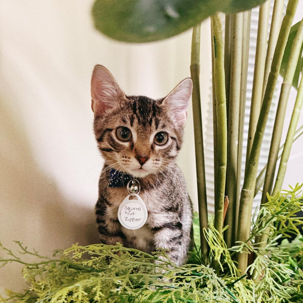 Enlarge Squirrel Nut, a Adoptable Domestic Short Hair in Huntsville, AL image 2/2