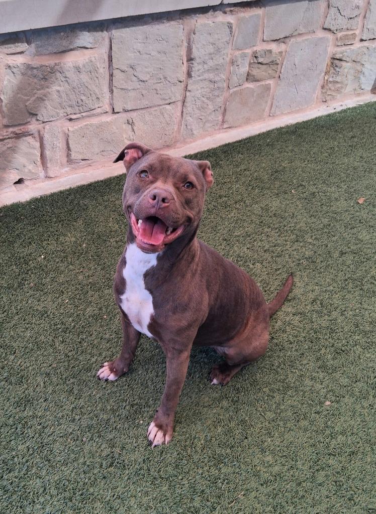 Oatmeal, Adoptable, Young Female Pit Bull Terrier.