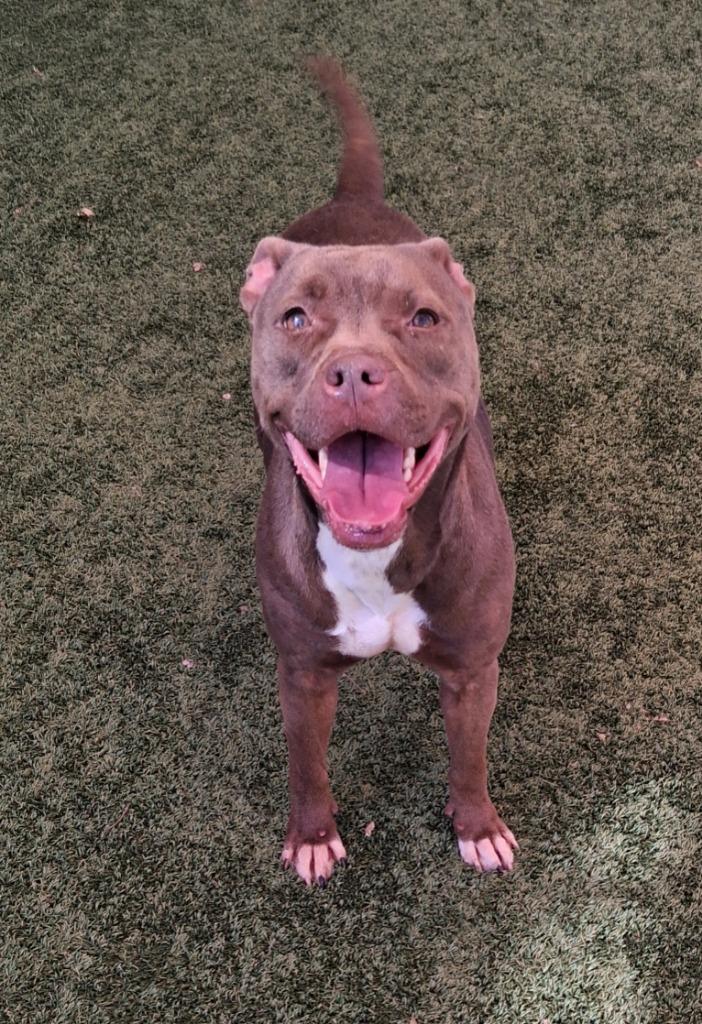 Enlarge Oatmeal, a Adoptable mixed breed in Seguin, TX image 2/3