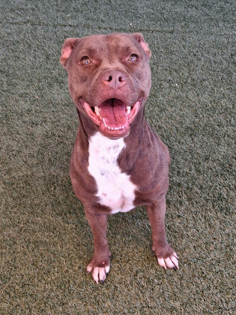 Enlarge Oatmeal, a Adoptable mixed breed in Seguin, TX image 3/3