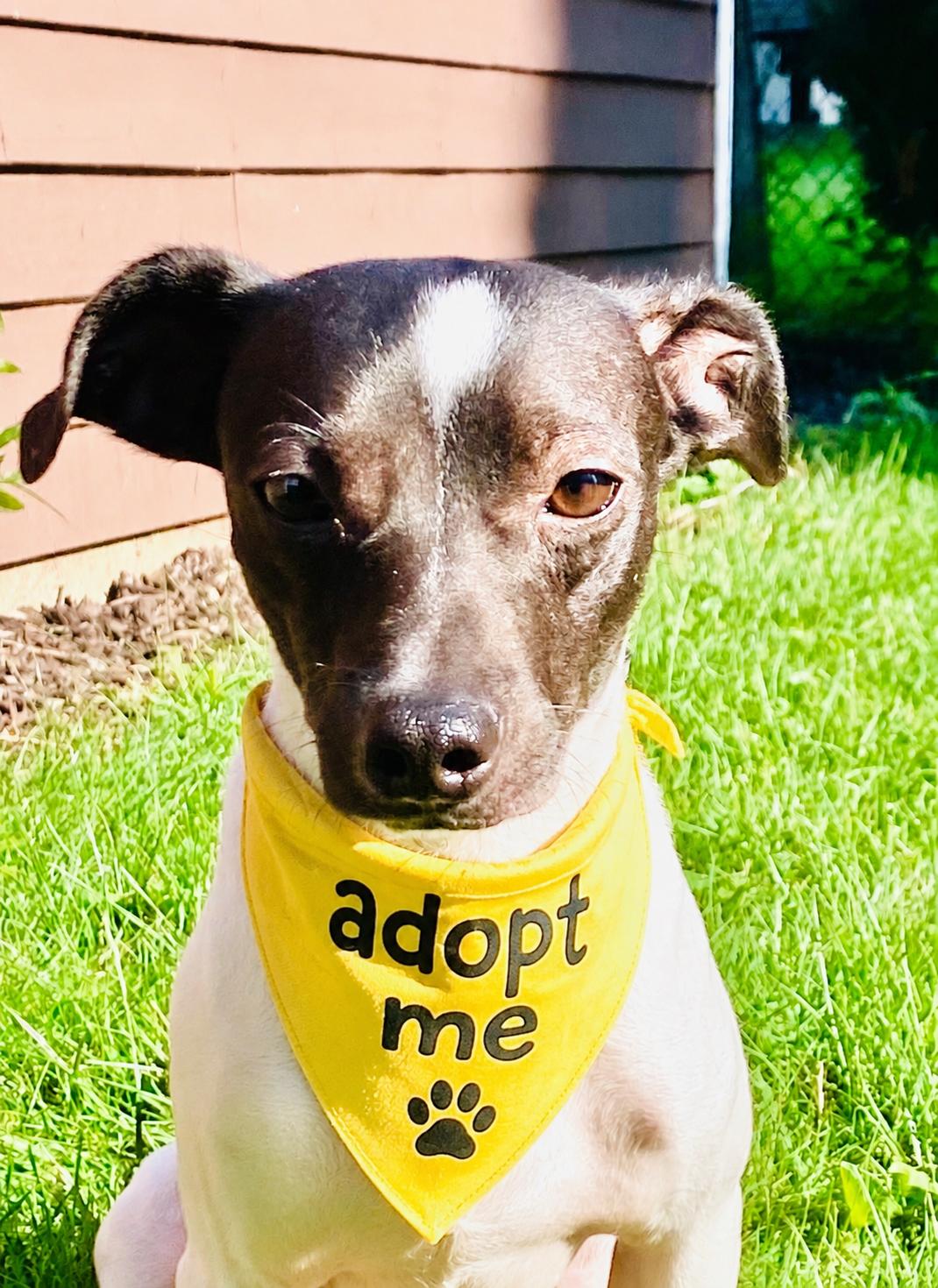 Enlarge Petey, an adopted mixed breed in Boston, MA image 1/6