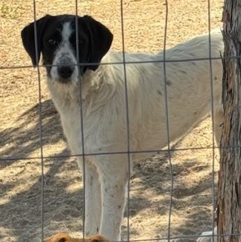 Willhemina, an adoptable Great Pyrenees, Poodle in Madras, OR, 97741 | Photo Image 2